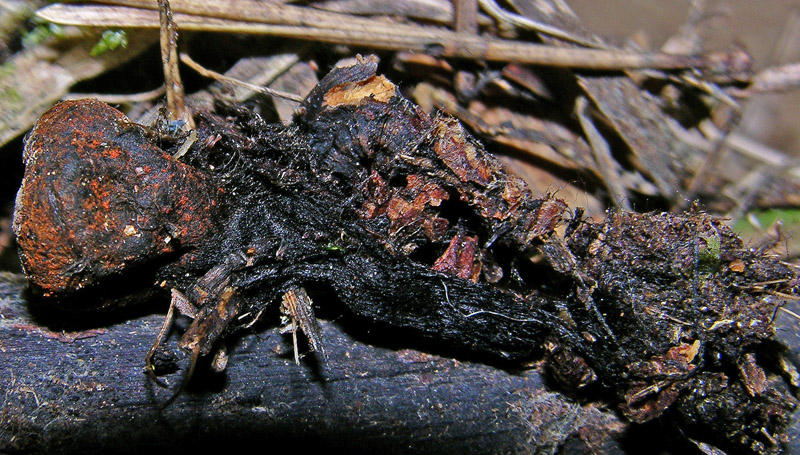 Plectania melastoma. Scheda fotografica